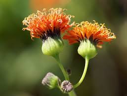 Image result for Emilia coccinea