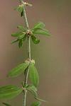 Image result for Pollichia campestris