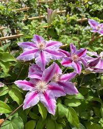 Image result for Clematis pulchra