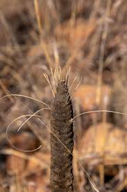 Image result for Xerophyta retinervis