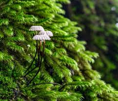 Image result for Marasmius rotula