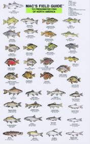Mfg Freshwater Fish Of North America