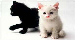 Black And White Cat Pictures To Color Black And White Cats Kittens Cutest Cute Animals Black And White Kittens