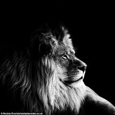Black And White Lion Picture El Rey Leon Black White Lion Zoo Pictures Lion Photography