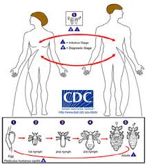 Image result for lice life cycle