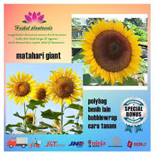 Bunga matahari jenis earth walker merupakan jenis bunga matahari yang cukup berbeda dari segi warna. Biji Benih Bibit Bunga Matahari Giant 20 Biji Shopee Indonesia