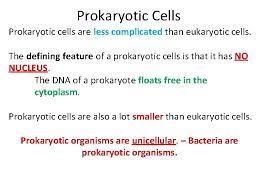 Wordsearch Eukaryotes Prokaryotes And Measuring Cells Lesson Objectives