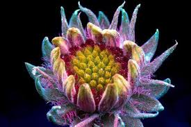 Glowwave is an aesthetic surrounding the theme of things that glow in the dark or with assistance from a uv light (also commonly called a blacklight) or with the glow of neon lights and bright, neon colors. 25 Things That Glow Under Uv Light That Look Better With The Lights Off