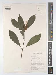 Image result for Lankesteria alba