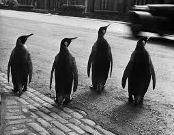 werner bischof scotland town of edinburgh 1950 edinburgh zoo penguins zoo
