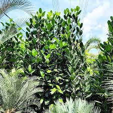 Image result for Garcinia punctata