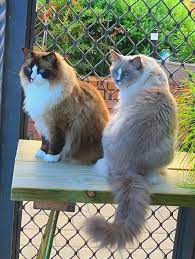 What kind of personality does a ragdoll have? The International Ragdoll Cat Guide And Forum