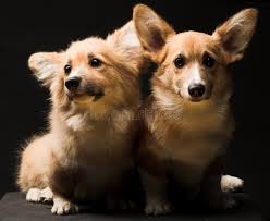 Welsh Corgi Bark Stock Photos