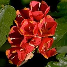 Image result for Dombeya lastii