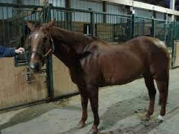 Senior Horse Care The Thinking Equestrian