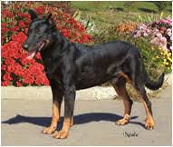 Learn about your this breed of dog with our extensive breed profile. Beauceron Dog Breed Facts And Personality Traits Hill S Pet