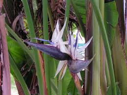 Image result for Strelitzia alba