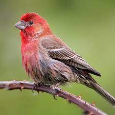 De wilde zwaan staat onder andere op de rode lijst. De Roodmus Vogelhuisjes Nl