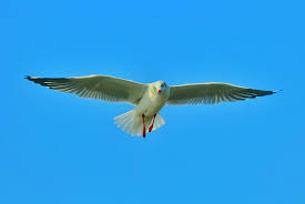 Maybe you would like to learn more about one of these? Bird Sea Bird Fly Blue Sky Wings Dom Beautiful Colours Different Pxfuel