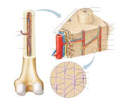 Compact bones are made up of osteons while spongy bones are made up of key terms: Compact Bone Diagram Diagram Quizlet