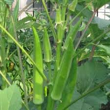 It is a beautiful banana plant that has green foliage. Kofy Lady Finger Seed Price In India Buy Kofy Lady Finger Seed Online At Flipkart Com