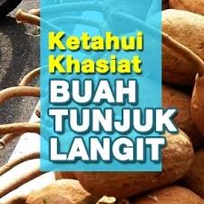 Kebaikan buah tunjuk langit 1. Rahsia Buah Tunjuk Langit Untuk Suami Home Facebook