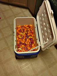 Pool Party Punch 5th Of Vodka 5th Of Gin 5th White Rum Pint Of Bacardi 151 Pga 2 Gallons Oj 1 Gallon Pool Party Punch Alcohol Fruit Alcohol Soaked Fruit