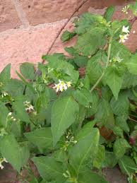 Image result for Solanum chenopodioides