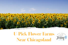 Buy among many everyday essential categories from local stores and get sameday and free shipping and pick up service in chicago. U Pick Flower Farms Near Chicagoland What Should We Do Today Chicago