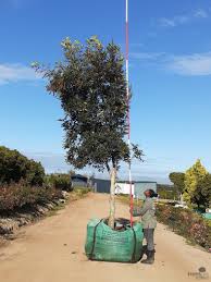 Image result for Cunonia capensis