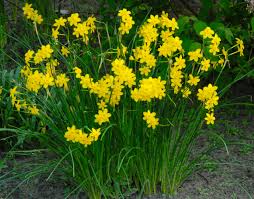 Mini Daffodil Baby Moon Daffodils Daffodil Bulbs Moon Flower