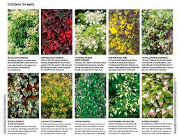 We did not find results for: 30 Of The Best Climbing Plants Climbing Plants Evergreen Climbing Plants Wall Climbing Plants