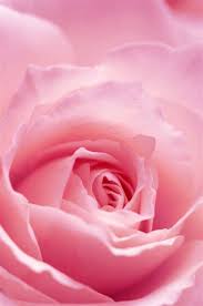 We did not find results for: Pastel Pink Floral Background Shefalitayal