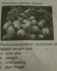 We did not find results for: 3 Perhatikan Gambar Berikut Perkembangbiakan Tumbuhan Di Atasadalah Dengan Cara A Umbi Akarb Brainly Co Id