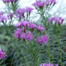 Image result for Vernonia kirkii
