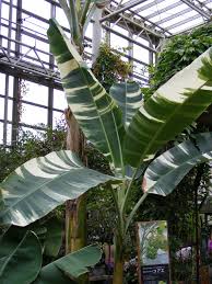Image result for Musa paradisiaca