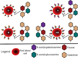 blood type wikipedia