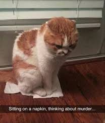 New 20 Hilarious Animal Pics Delivered Straight To You Funny Cute Funny Animals Animal Memes Funny Animals