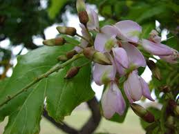 Image result for Millettia pinnata