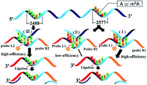 Any of a class of enzymes that catalyze the linkage of two large molecules. Identification Of A Selective Dna Ligase For Accurate Recognition And Ultrasensitive Quantification Of N6 Methyladenosine In Rna At One Nucleotide Resolution Chemical Science Rsc Publishing