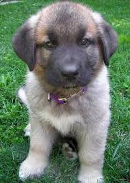 This newfoundland and german shepherd mix is a patient, loving and gentle giant. 17 Adorable German Shepherd Mixes Top Of Their Class Mixed Breeds