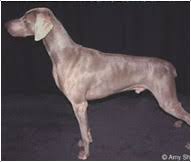 weimaraner dog breed facts and traits hills pet