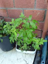 Image result for Eriocephalus ambiguus