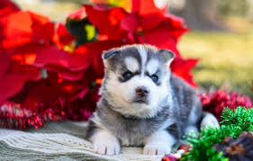 Wallpaper Red Pose Background Dog Baby Puppy Fabric Lies Tinsel Face Husky Siberian Husky Images For Desktop Section Sobaki Download