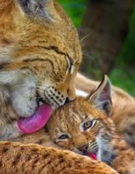 Mom And Son In The Clean Rush Cute Animals Animals Beautiful Cats