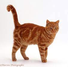 Ginger Male Cat Photo Wp15764