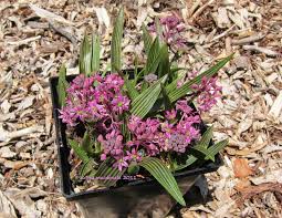 Image result for Ledebouria cooperi