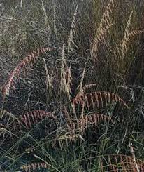 Image result for Ehrharta