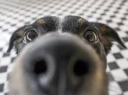Random quotes hilarious pics privacy policy. 40 Funny Dog Jokes That Will Make You Howl Familyminded