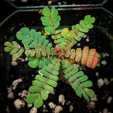 Image result for Biophytum crassipes